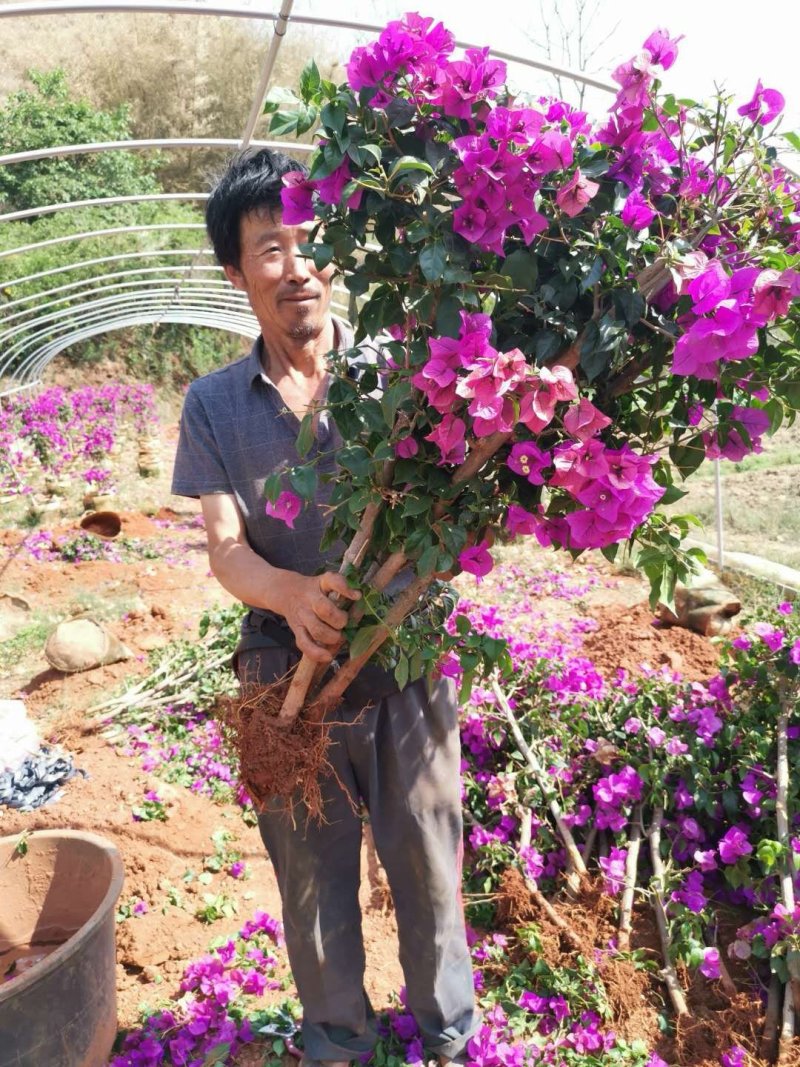 基地大量批发杆子高度八十分的云南紫三角梅