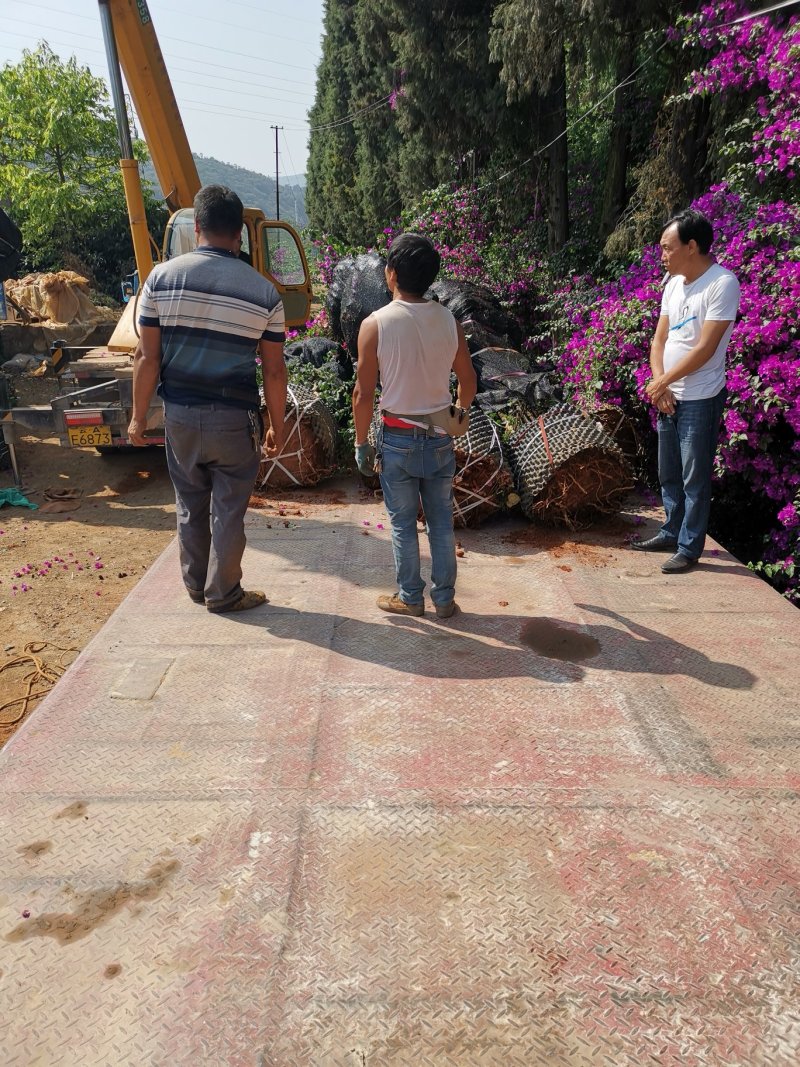 基地大量批发整体高度三米左右的云南紫三角梅