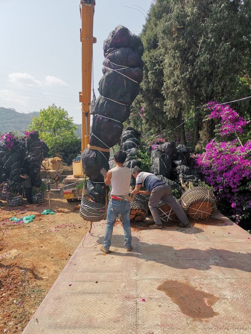 基地大量批发整体高度三米左右的云南紫三角梅