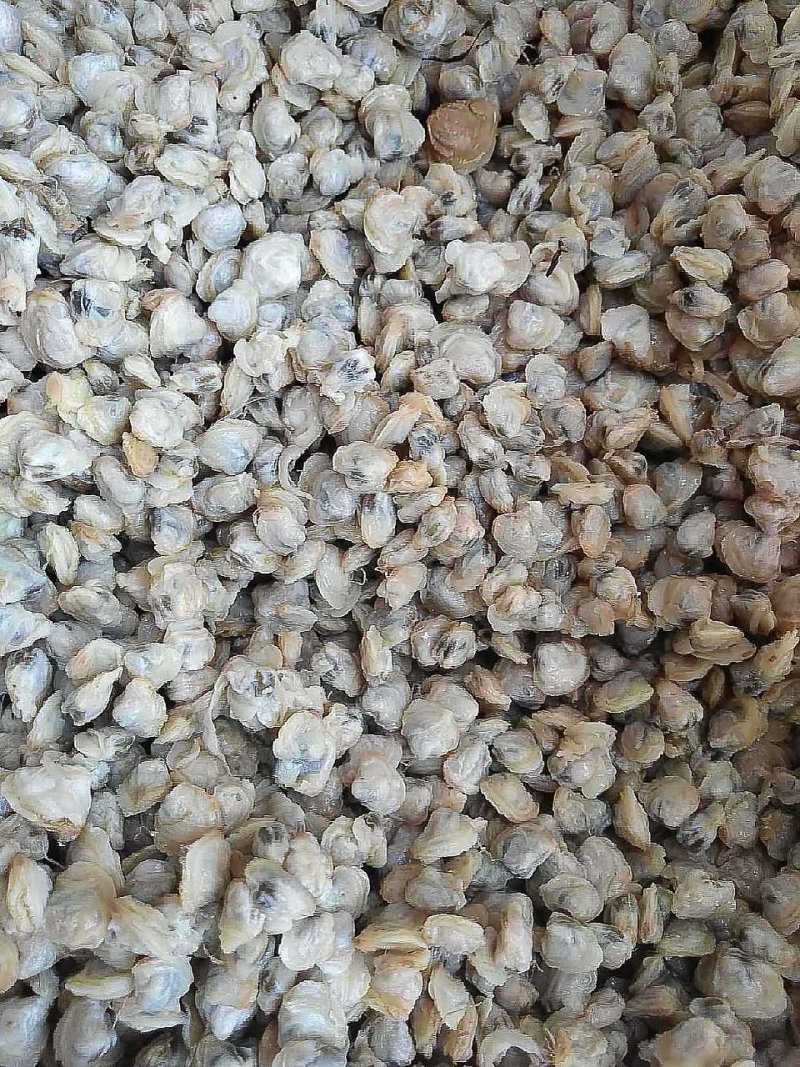 黄沙蚬肉蚬子肉河蚬肉蛤俐肉