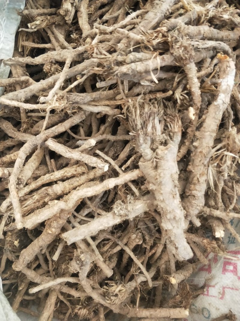 野生和家种防风大量供应，规格齐全，甘肃产地直发大货
