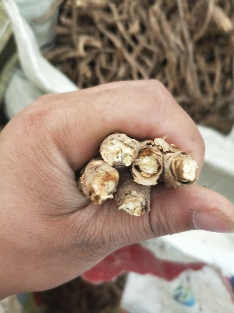 野生和家种防风大量供应，规格齐全，甘肃产地直发大货