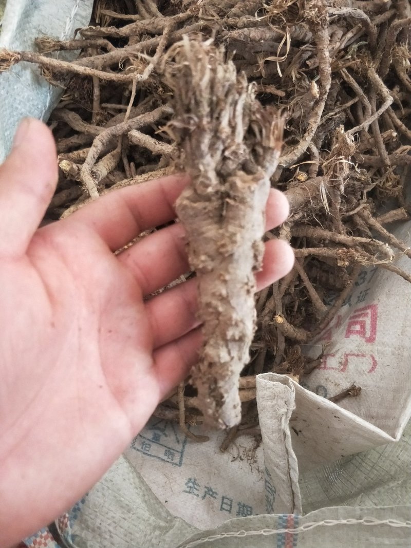 野生和家种防风大量供应，规格齐全，甘肃产地直发大货