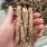 野生和家种防风大量供应，规格齐全，甘肃产地直发大货