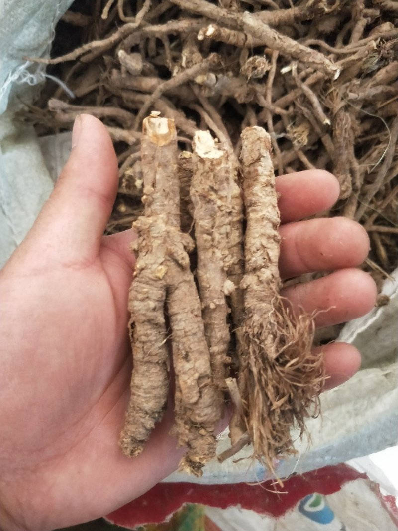 野生和家种防风大量供应，规格齐全，甘肃产地直发大货
