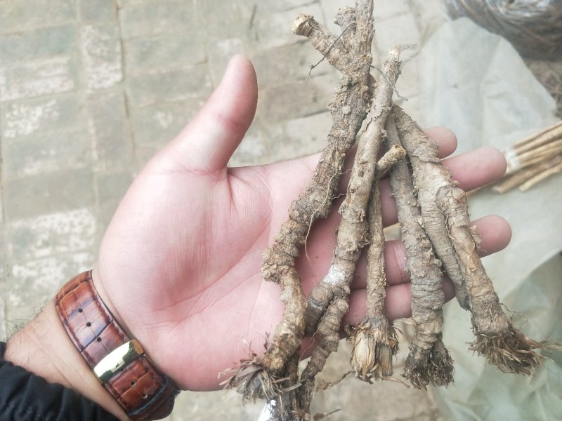 野生和家种防风大量供应，规格齐全，甘肃产地直发大货