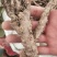 野生和家种防风大量供应，规格齐全，甘肃产地直发大货