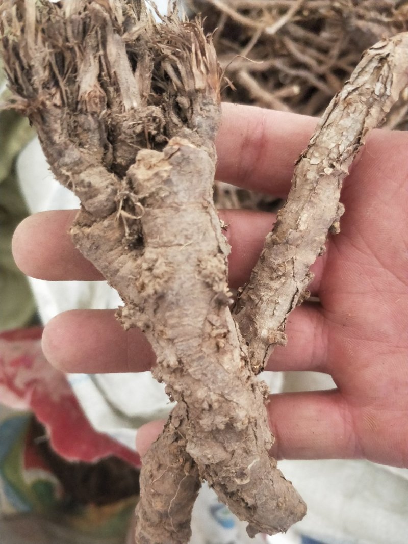 野生和家种防风大量供应，规格齐全，甘肃产地直发大货