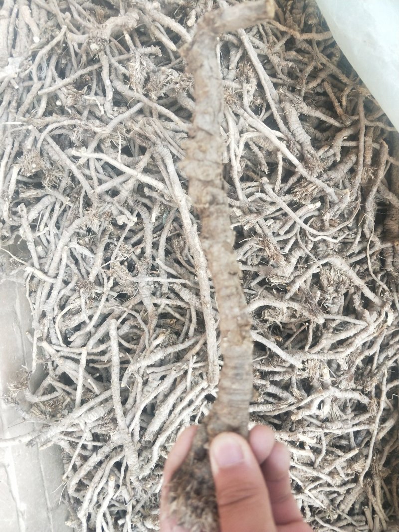 野生和家种防风大量供应，规格齐全，甘肃产地直发大货