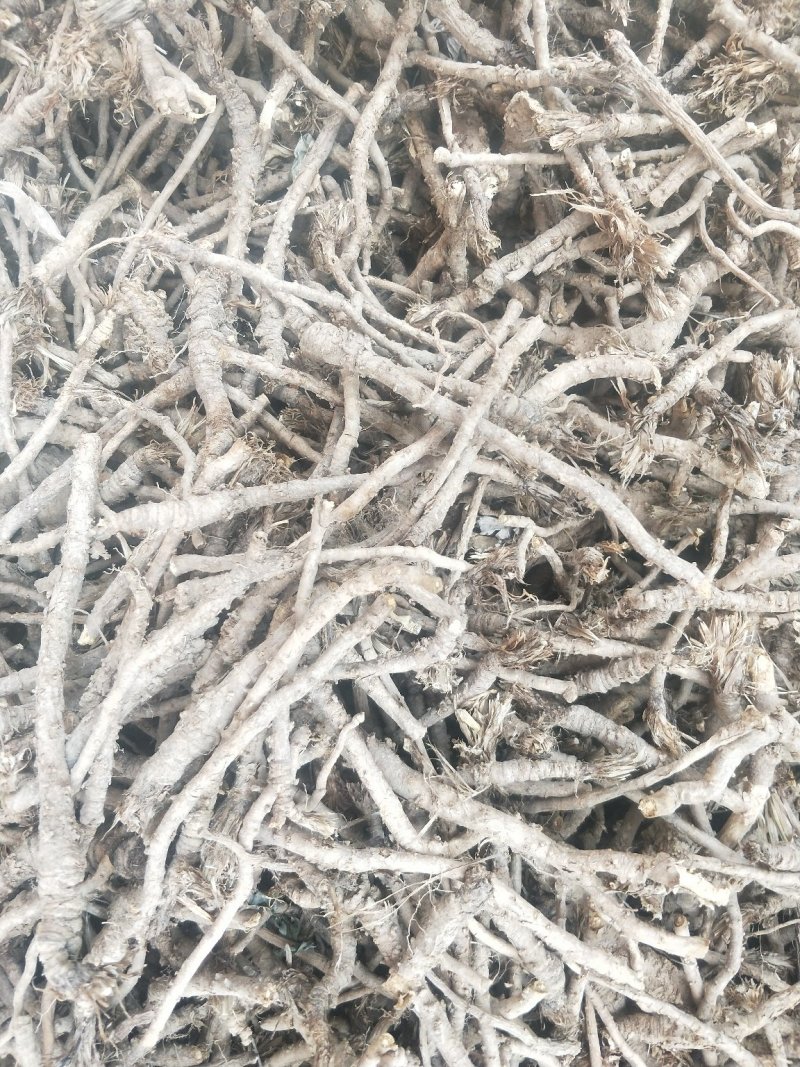 野生和家种防风大量供应，规格齐全，甘肃产地直发大货