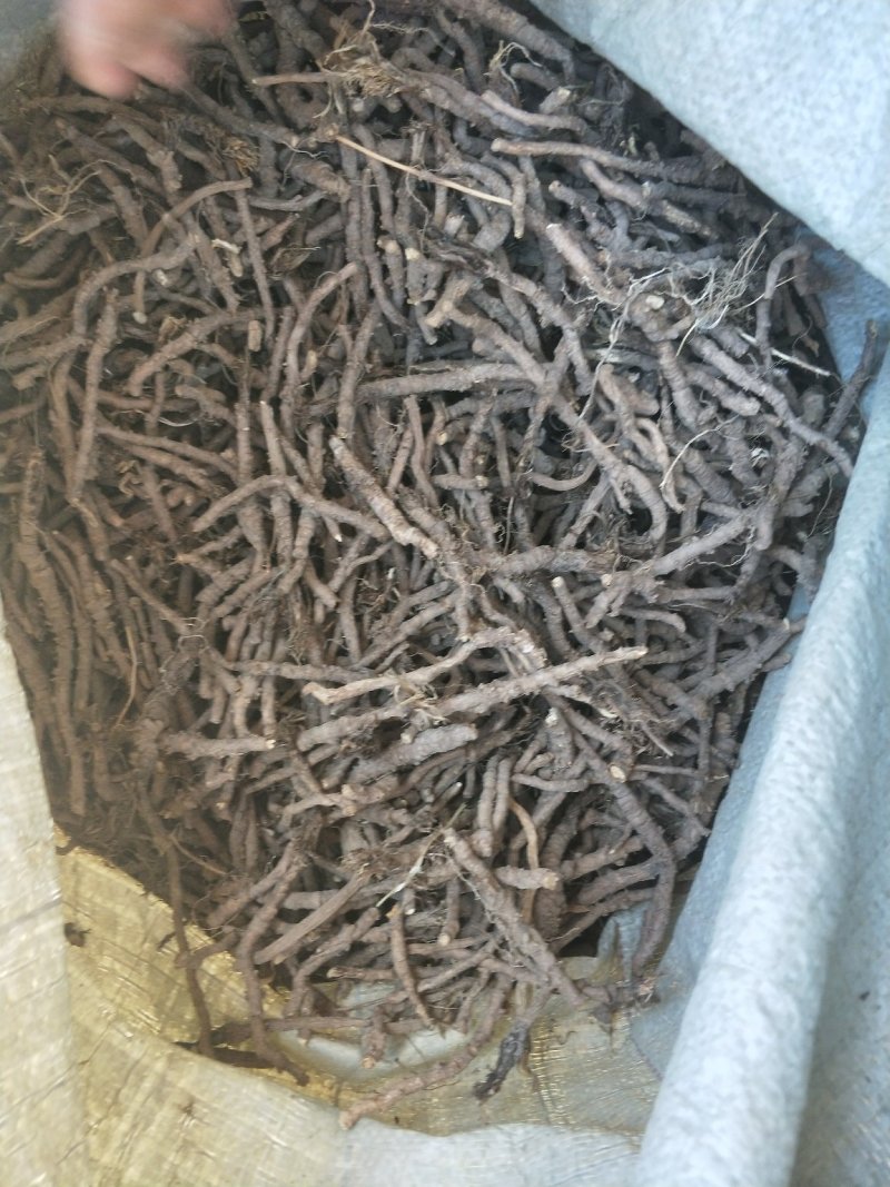 野生和家种防风大量供应，规格齐全，甘肃产地直发大货