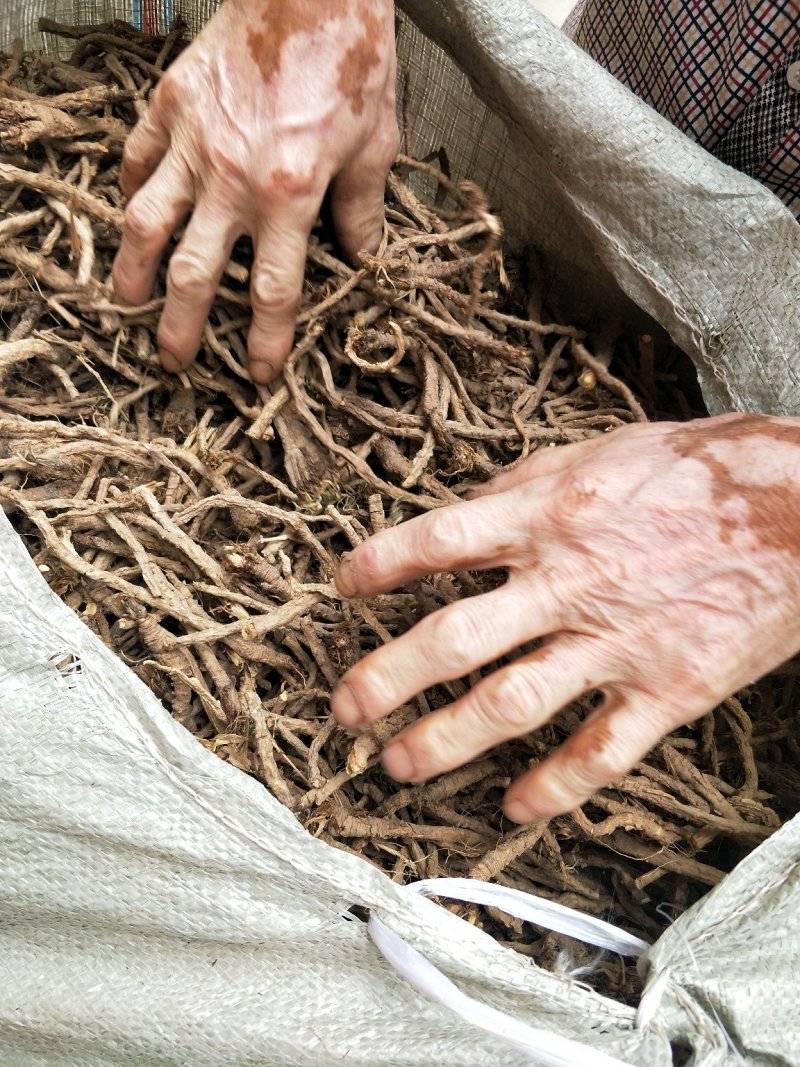 野生和家种防风大量供应，规格齐全，甘肃产地直发大货