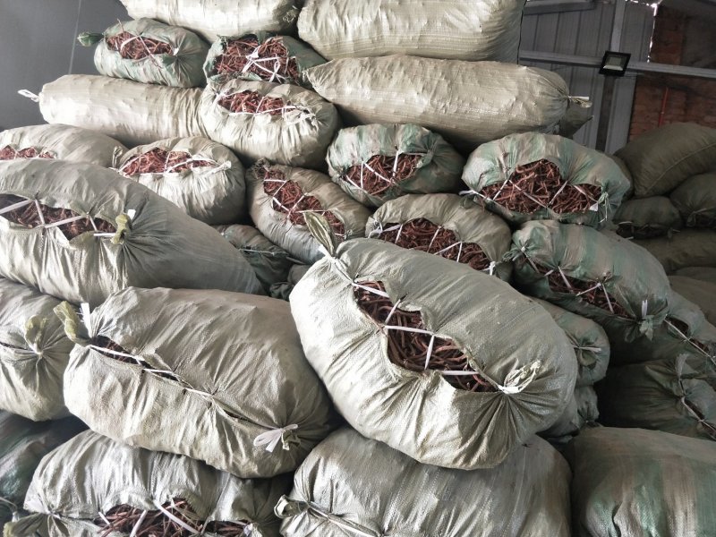 甘肃【精品】丹参大量供应，量大从优，价格美丽甘肃产地直发