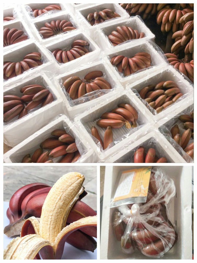 红皮香蕉美人蕉火龙蕉应季水果整箱包邮3斤5斤9斤