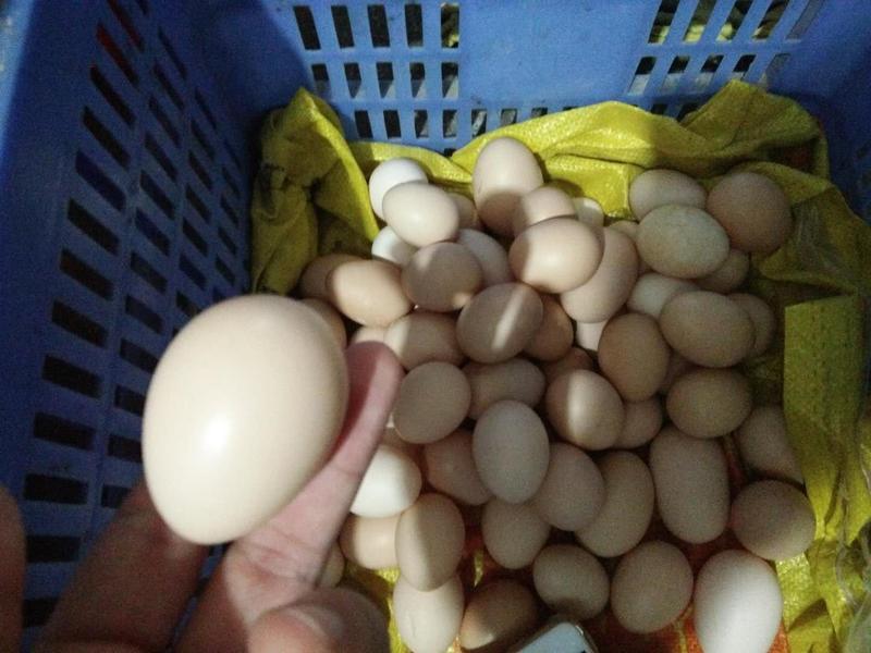 初生蛋出售，土鸡蛋，一斤15-16个