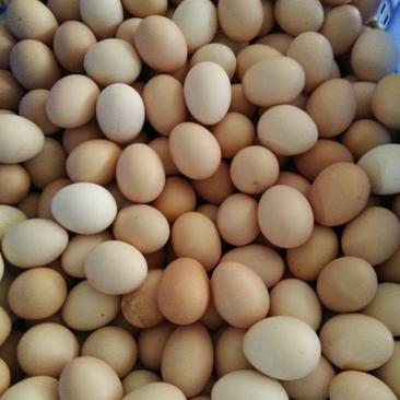 初生蛋出售，土鸡蛋，一斤15-16个