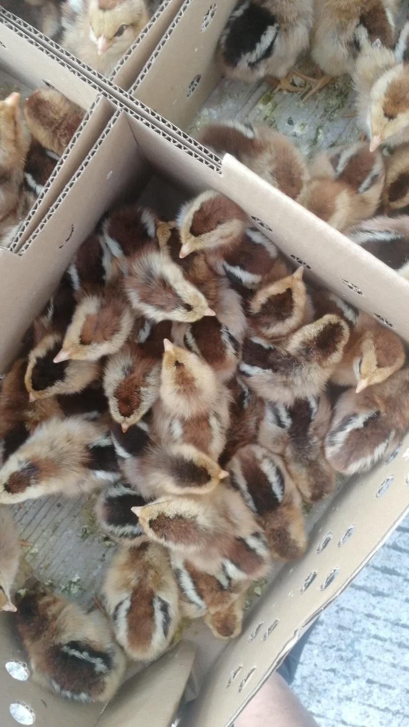 阳江市出售鸡苗，温氏外卖苗。文昌鸡，麻黄苗，灵山
