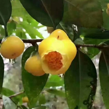 广西一级保护植物金花茶产地