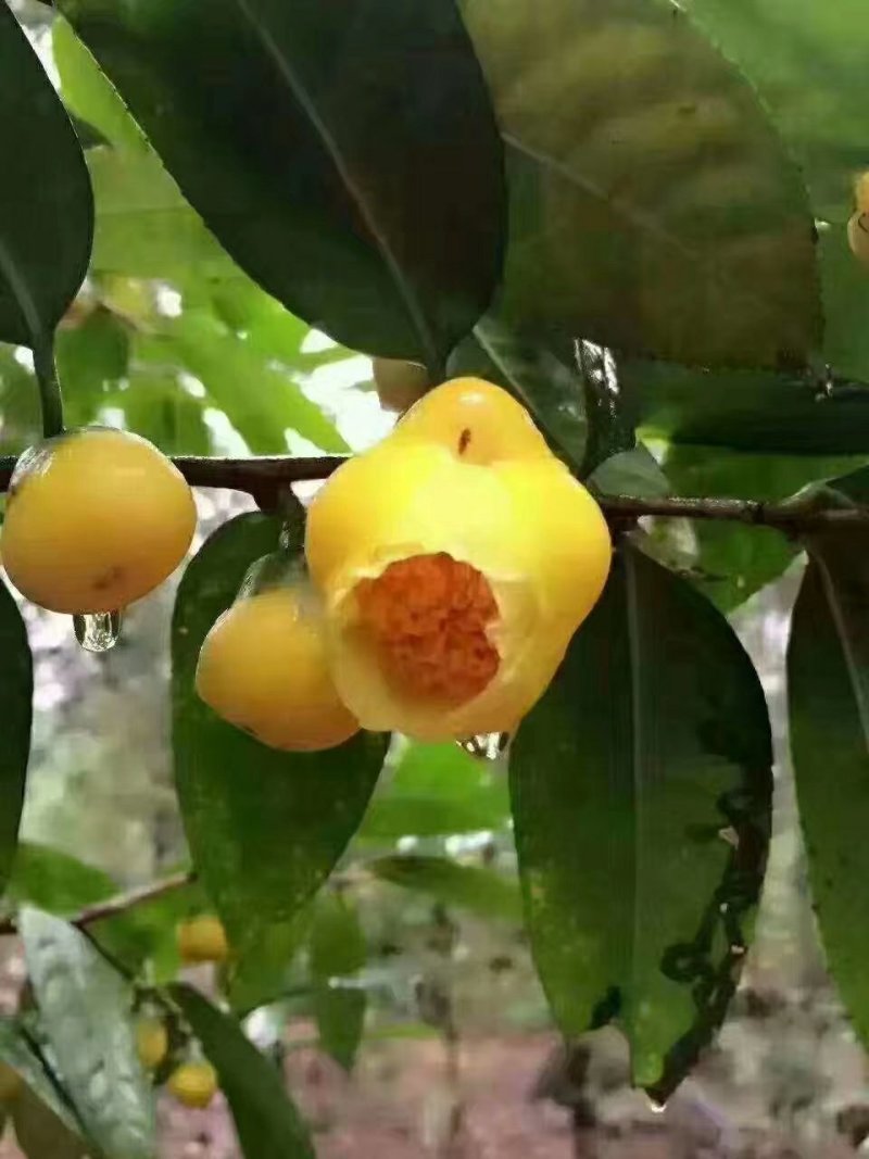 广西一级保护植物金花茶产地