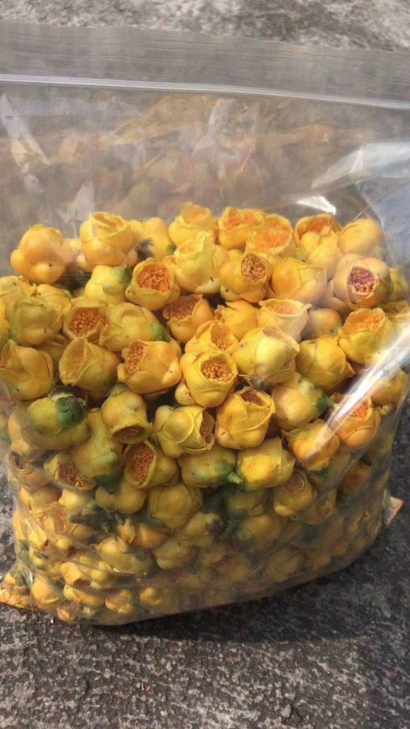 广西一级保护植物金花茶产地