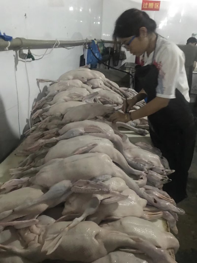 广东正宗黑棕鹅乌棕鹅棚鹅