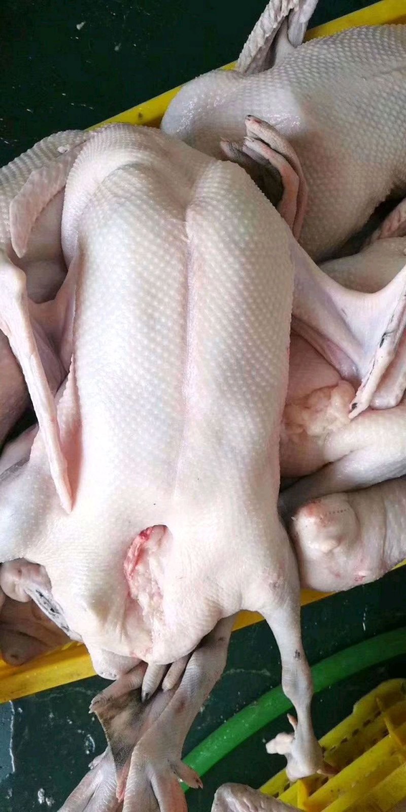 广东正宗黑棕鹅乌棕鹅棚鹅