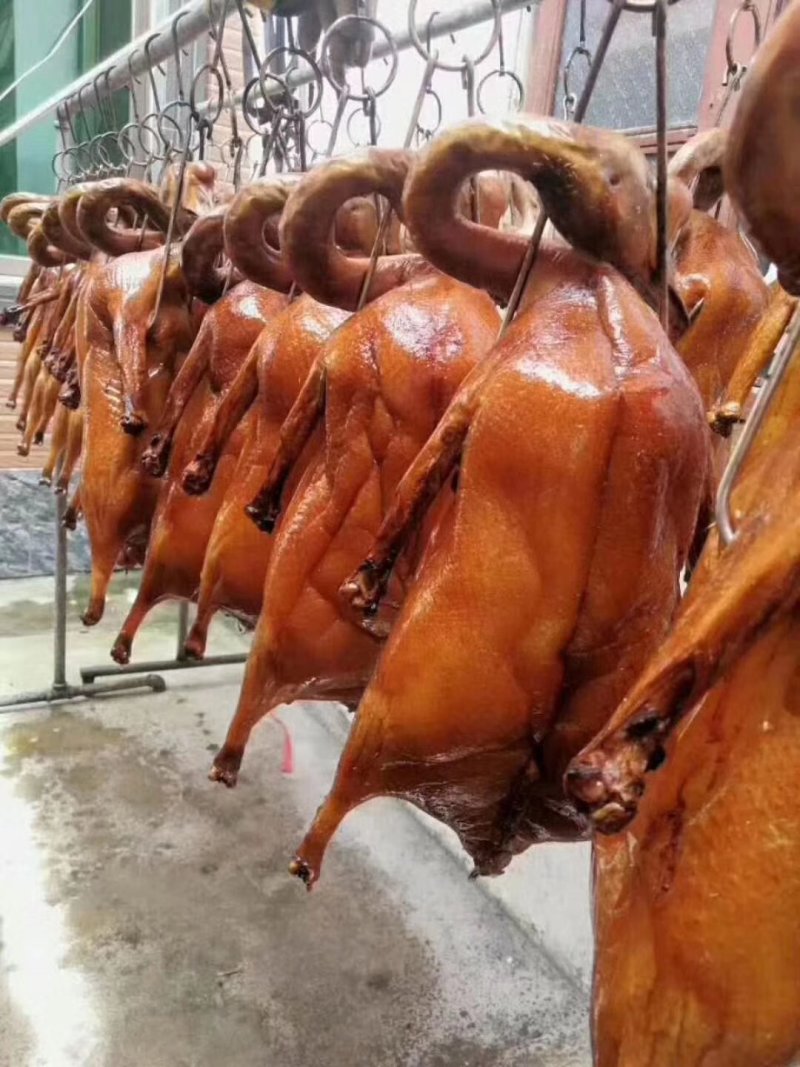 广东正宗黑棕鹅乌棕鹅棚鹅