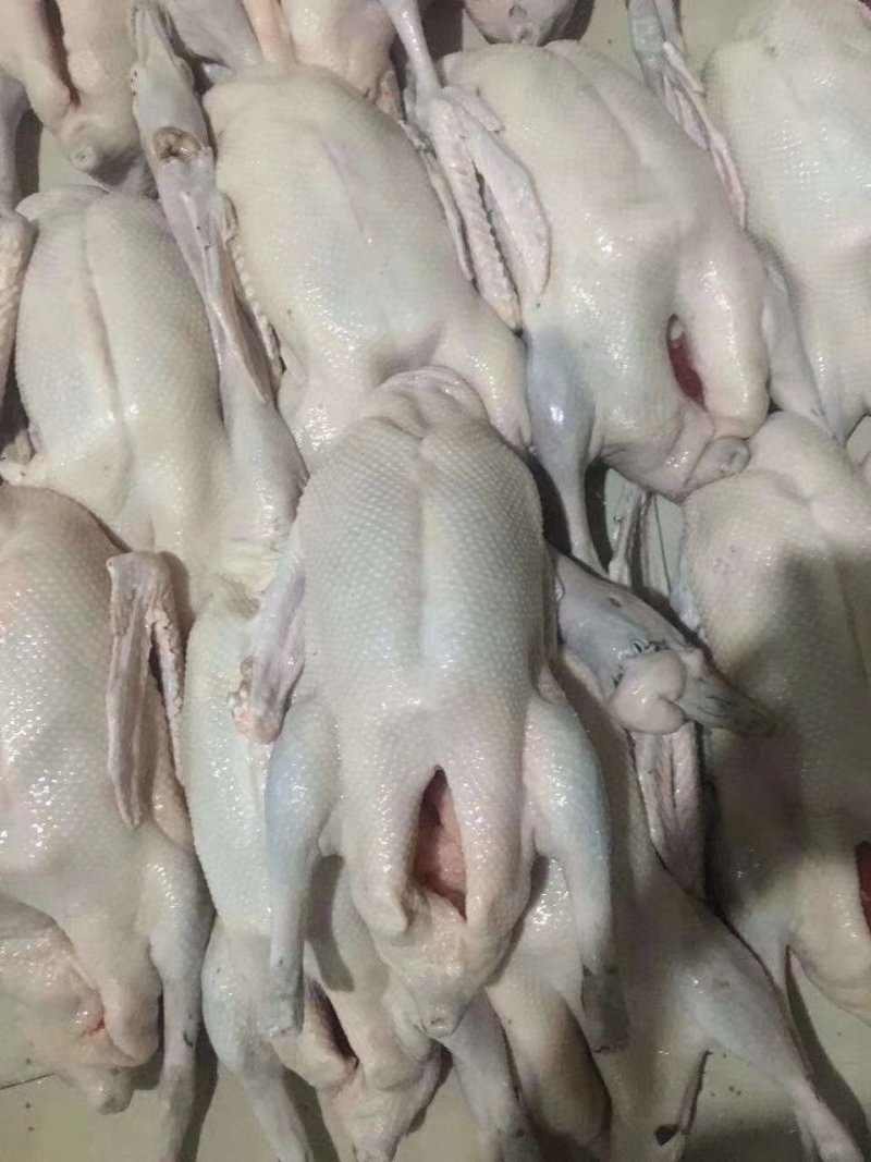 广东正宗清远黑棕鹅新鲜宰杀现发货