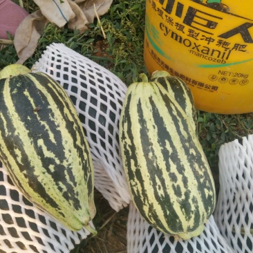 红沙沟甜瓜大量上市中谢花甜花皮甜瓜