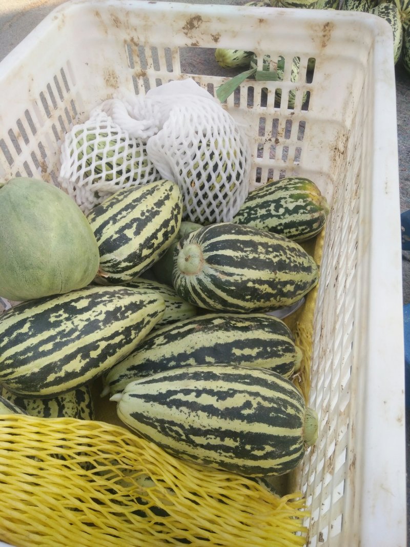 红沙沟甜瓜大量上市中谢花甜花皮甜瓜