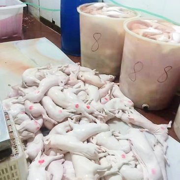 冰冻乳猪够肥身大量直销全国发货