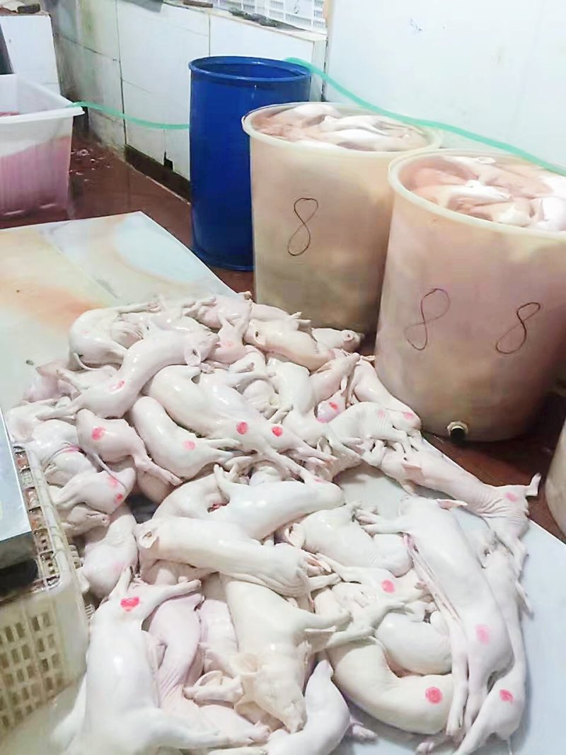 冰冻乳猪够肥身大量直销全国发货