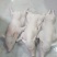 冰冻乳猪够肥身大量直销全国发货