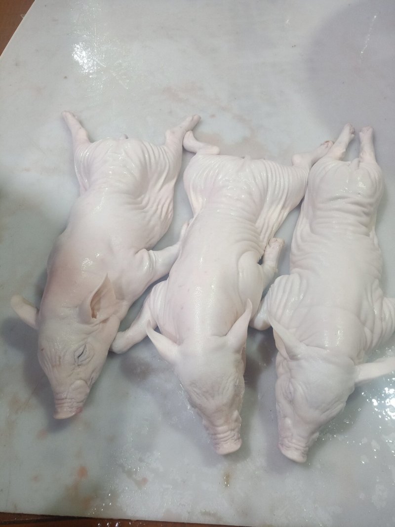 冰冻乳猪够肥身大量直销全国发货