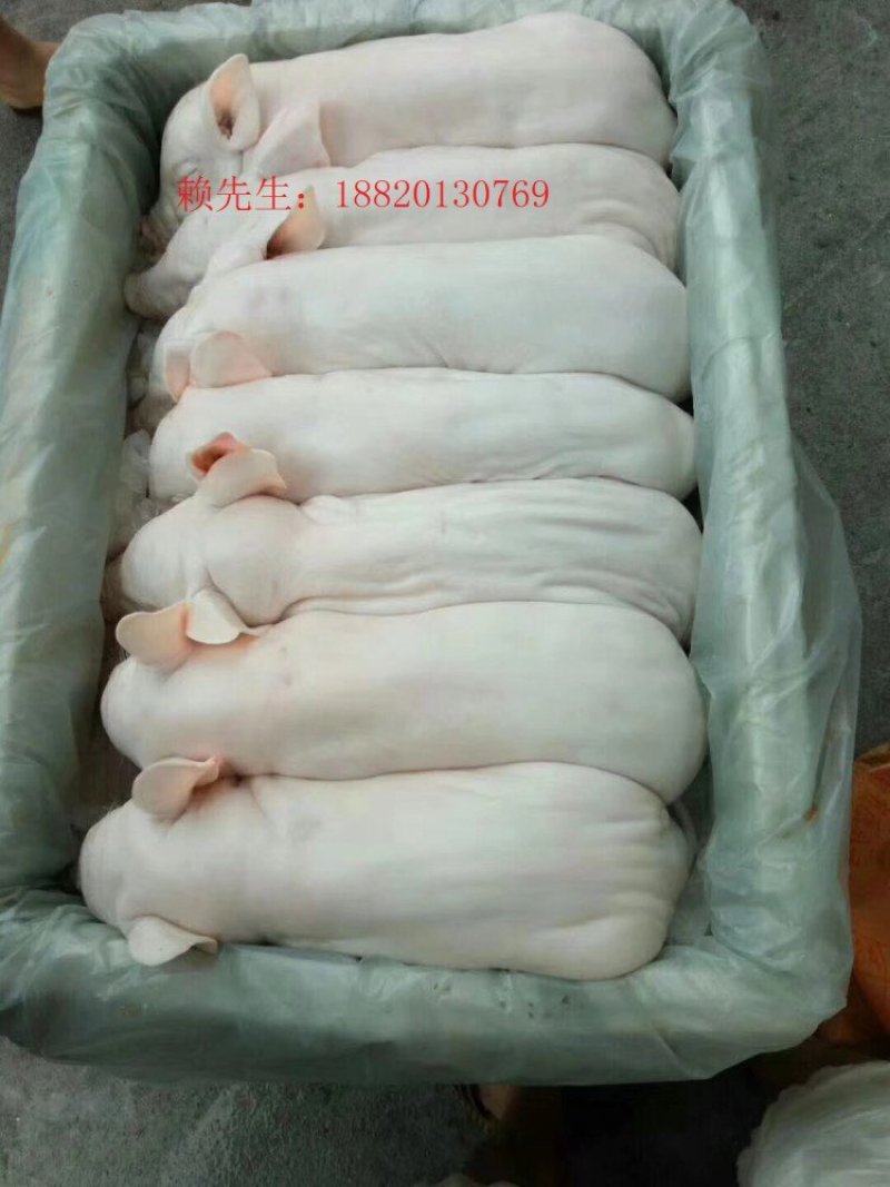 冰冻乳猪够肥身大量直销全国发货