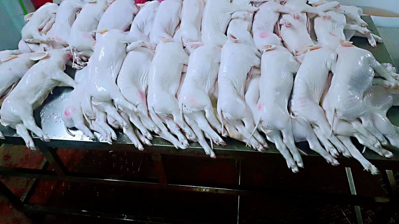 冰冻乳猪够肥身大量直销全国发货