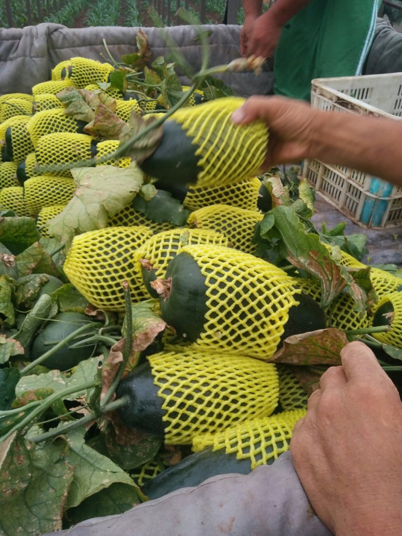 红沙沟甜瓜大量上市中