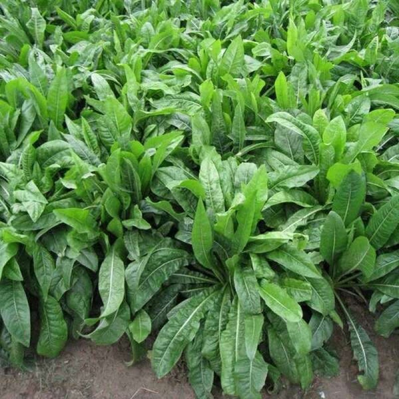 菊苣种子，多年生饲用将军牧草菊苣种子净子