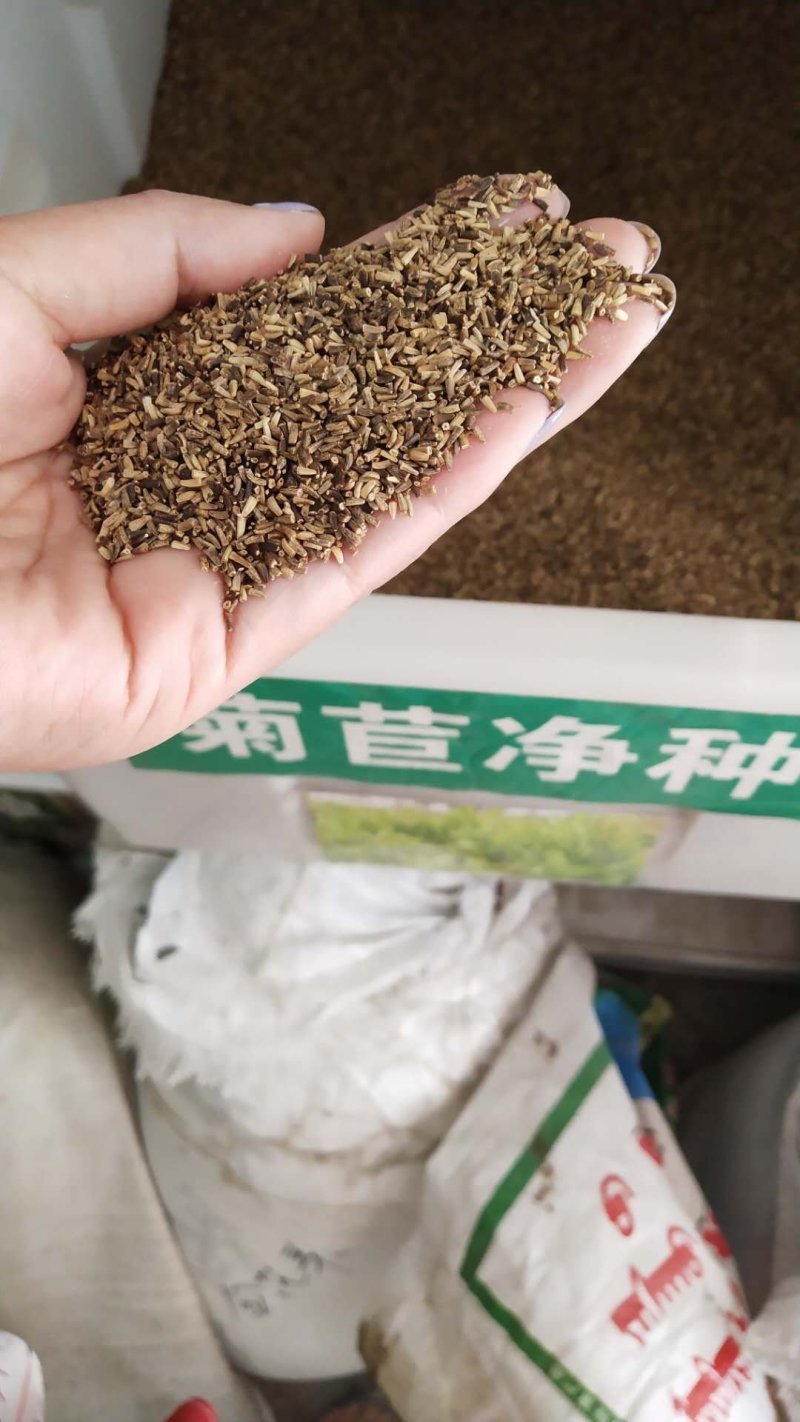 菊苣种子，多年生饲用将军牧草菊苣种子净子