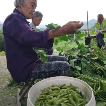 山区精品毛豆，打米豆，大量上市，欢迎您的下单！