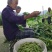 山区精品毛豆，打米豆，大量上市，欢迎您的下单！