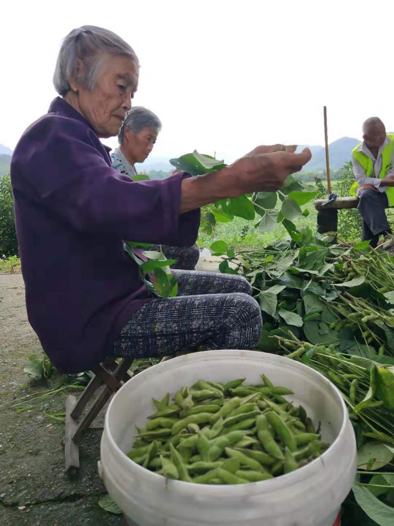 山区精品毛豆，打米豆，大量上市，欢迎您的下单！