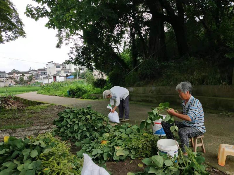 山区精品毛豆，打米豆，大量上市，欢迎您的下单！