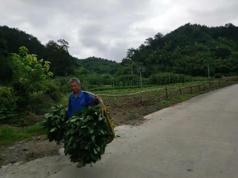 山区精品毛豆，打米豆，大量上市，欢迎您的下单！