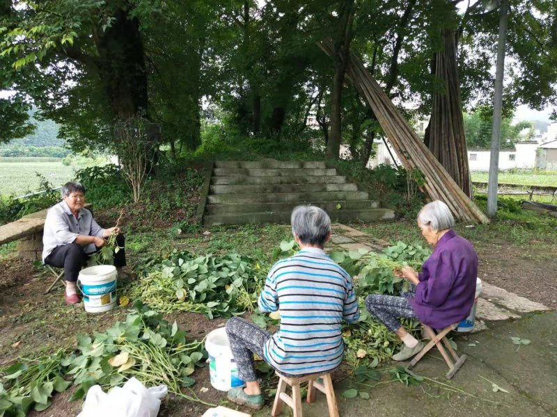 山区精品毛豆，打米豆，大量上市，欢迎您的下单！