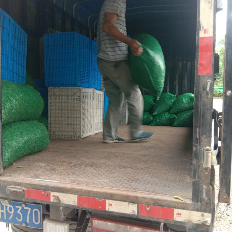 山区精品毛豆，打米豆，大量上市，欢迎您的下单！