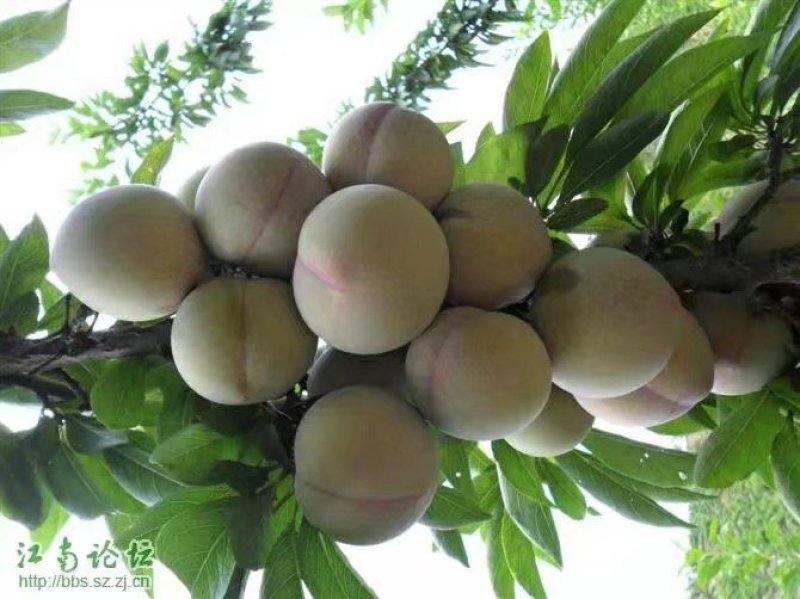嵊州桃形李，大中小