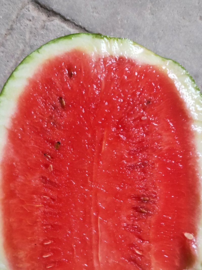新红宝西瓜