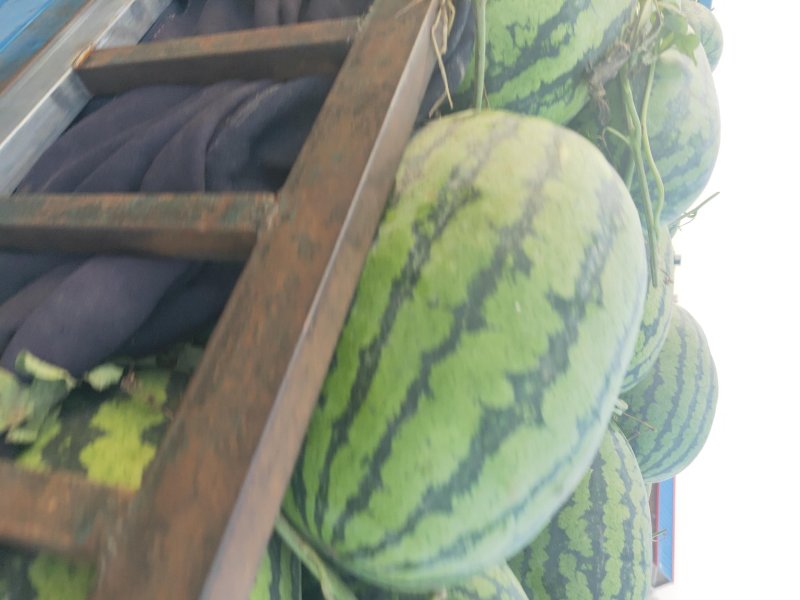 大花瓜大量上市