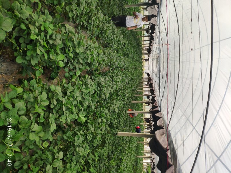 香蕉草莓苗脱毒草莓苗二代草莓苗现挖现卖包成活